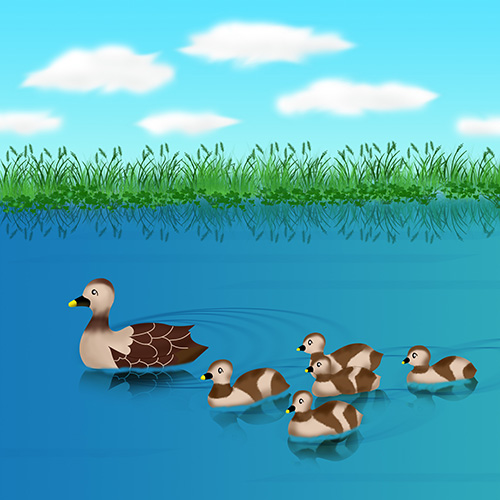 カルガモの親子